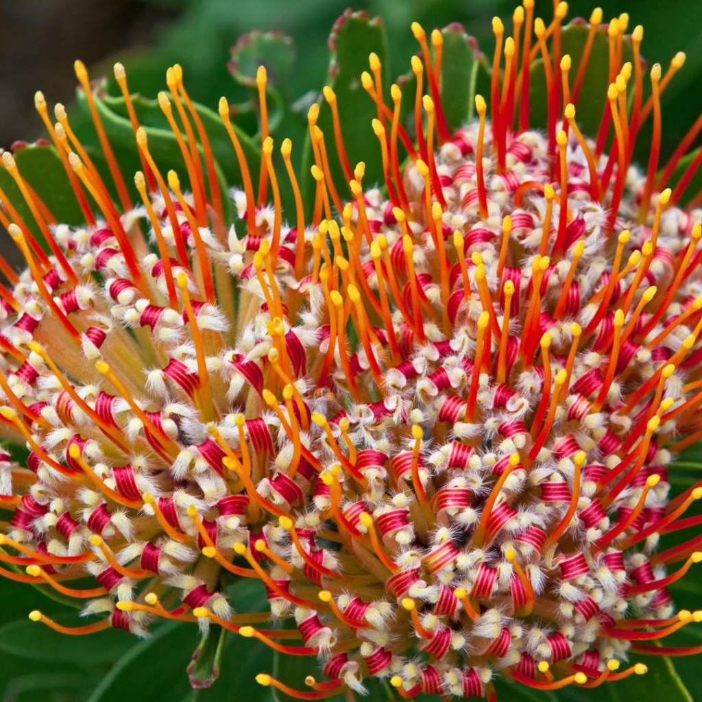 Цветок из Южной африки