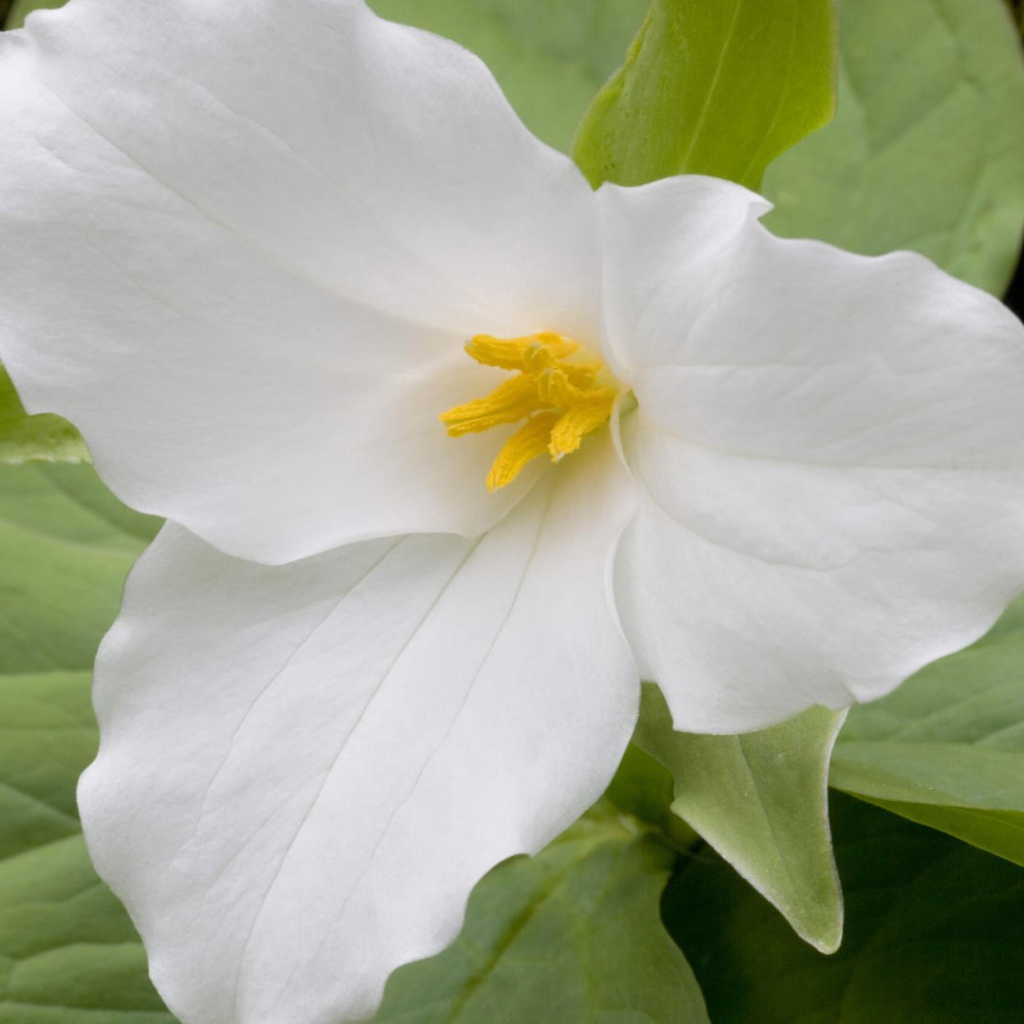 Цветок триллиум