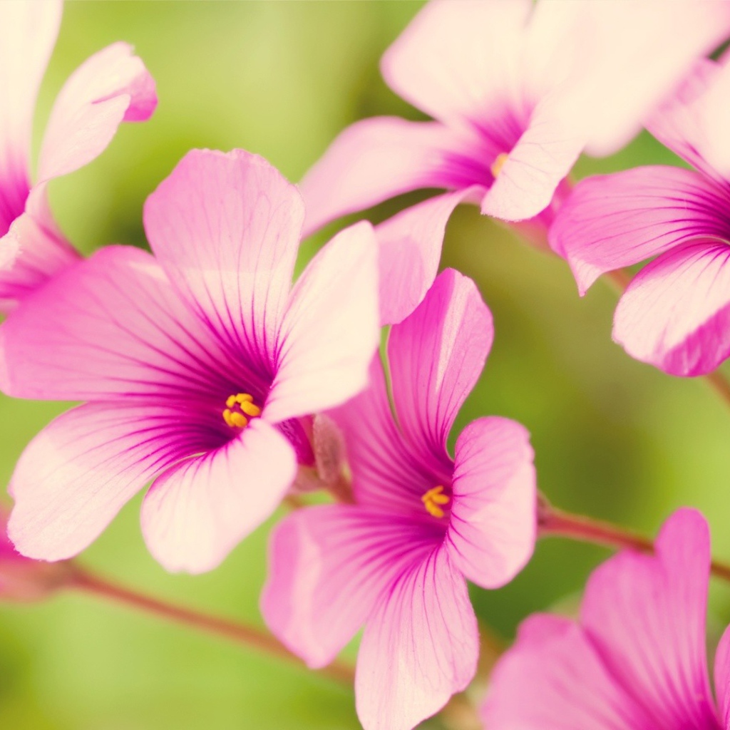 Цветы Вербена