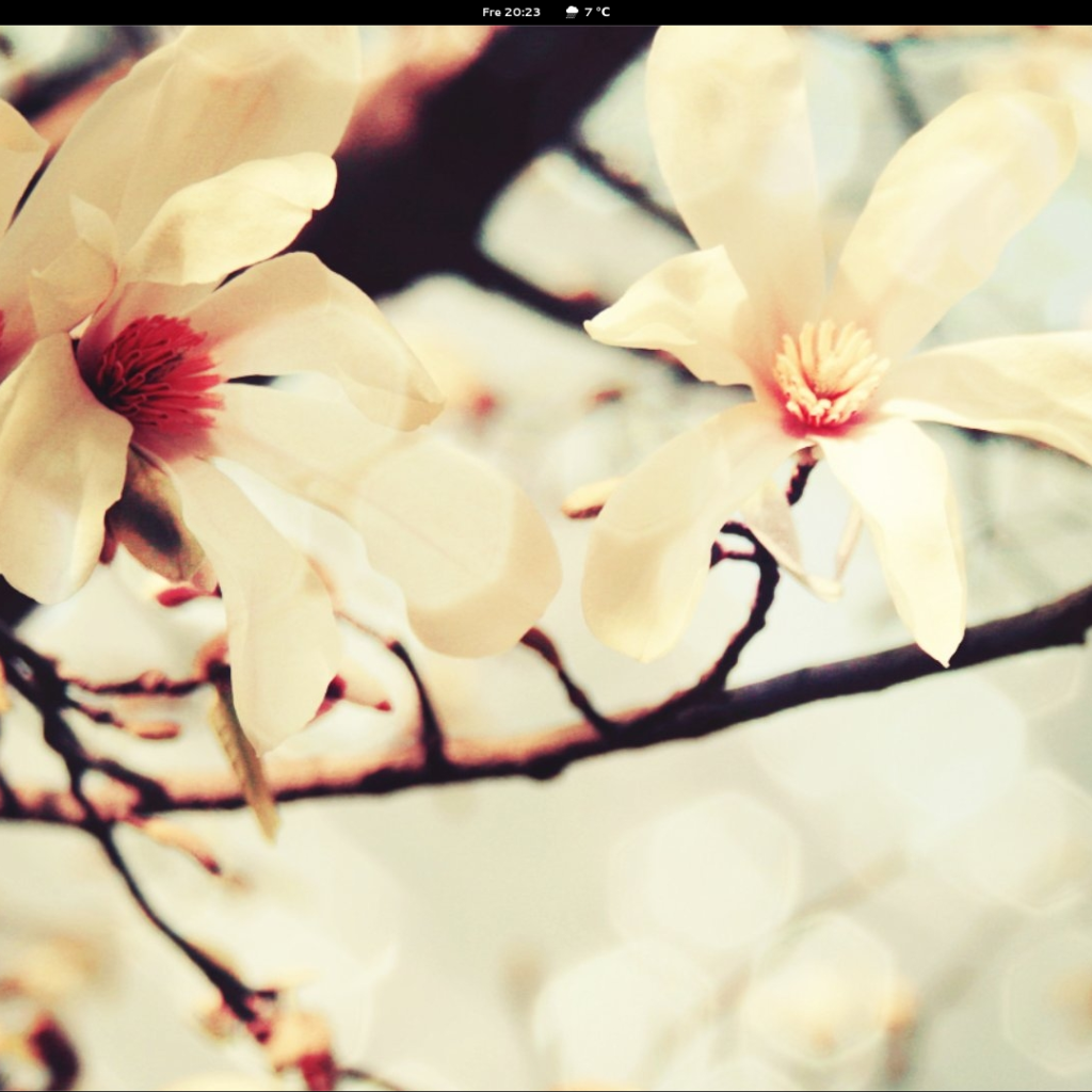 Весной цветут деревья