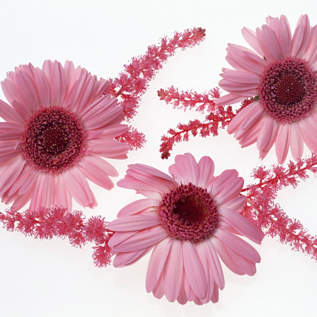 Розовые цветы с ветками