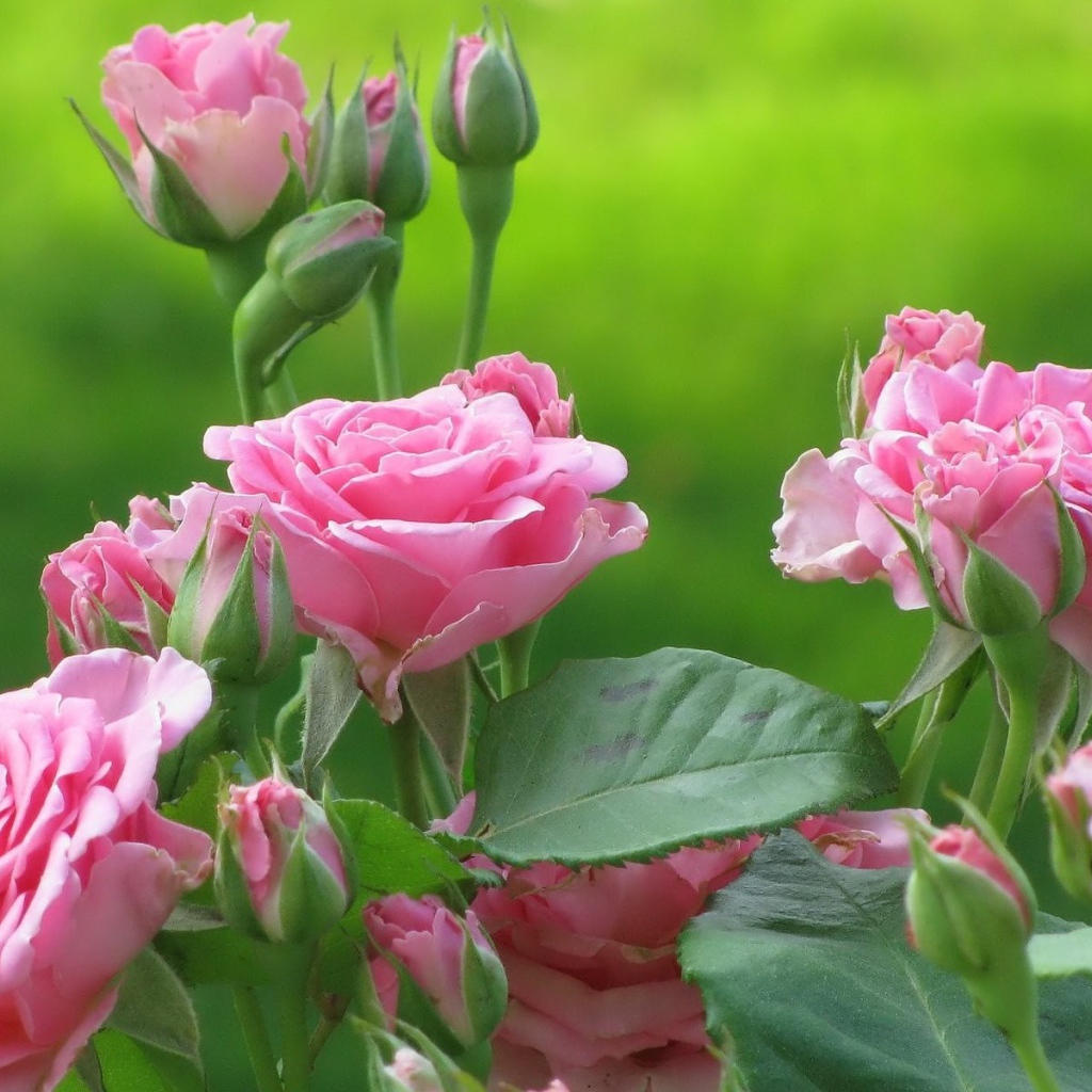 Розы на зеленом фоне