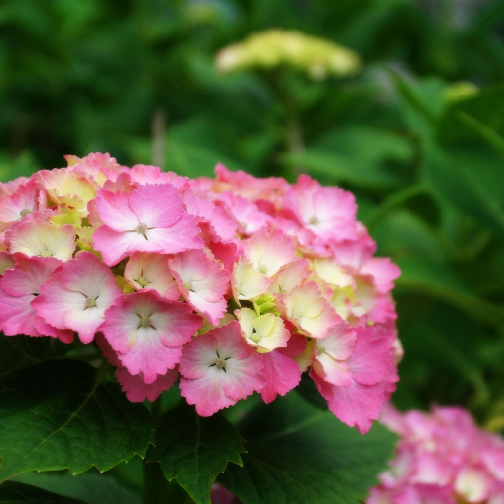 Желто розовые цветы