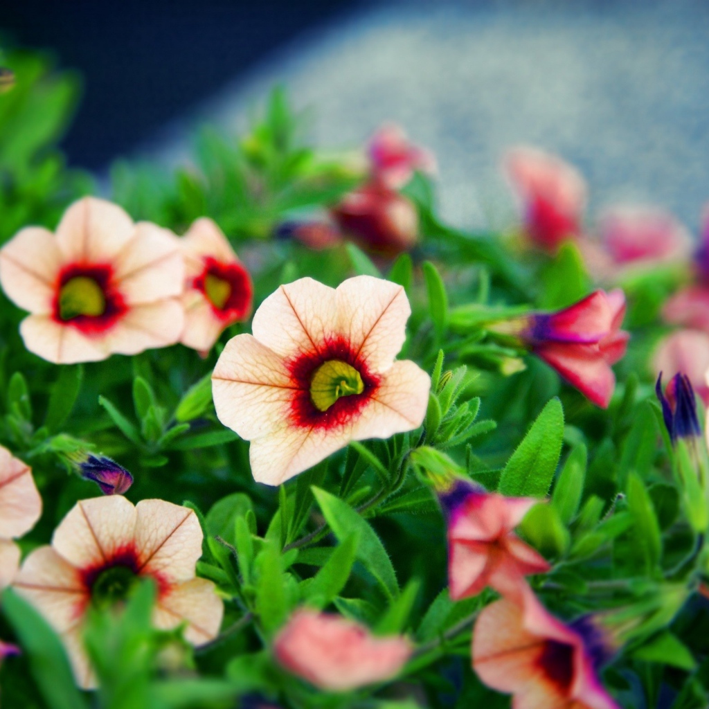 Букет красивых цветов