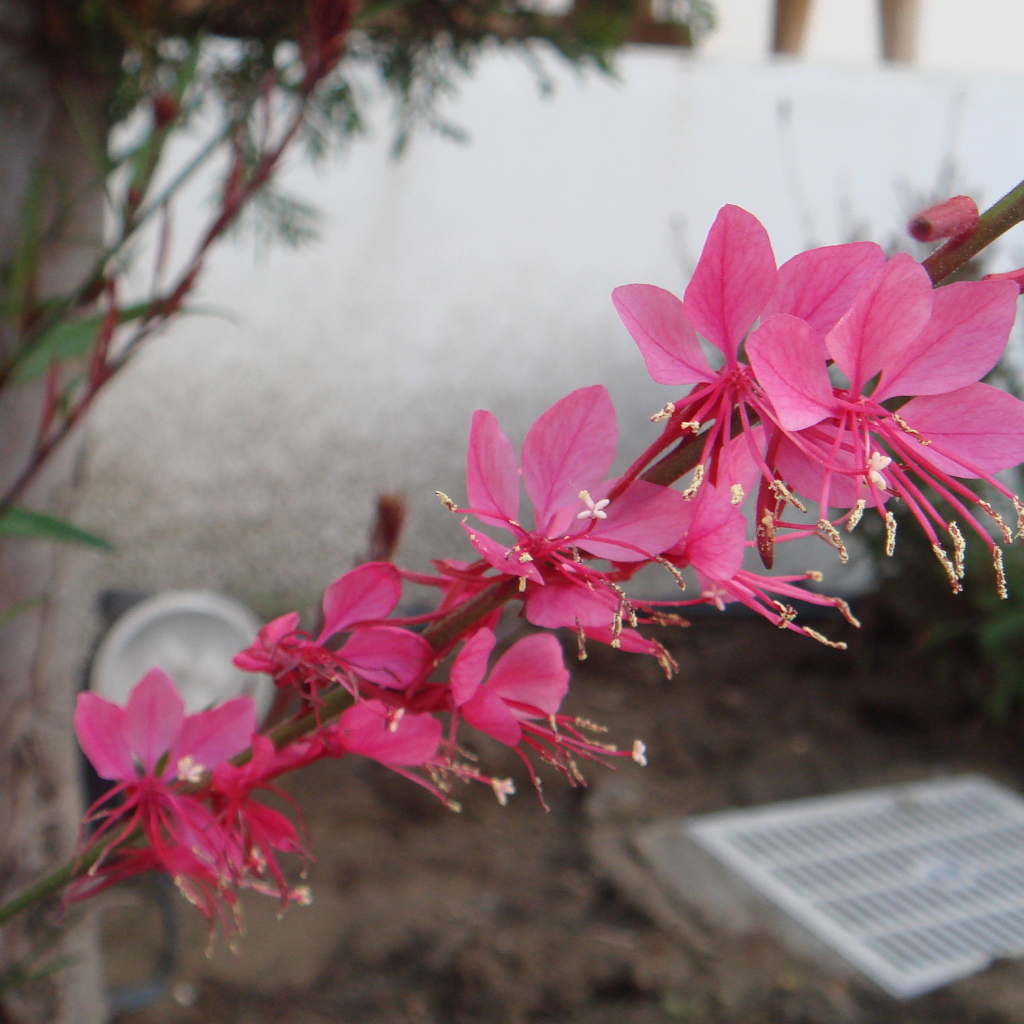 Ветка с розовыми цветками