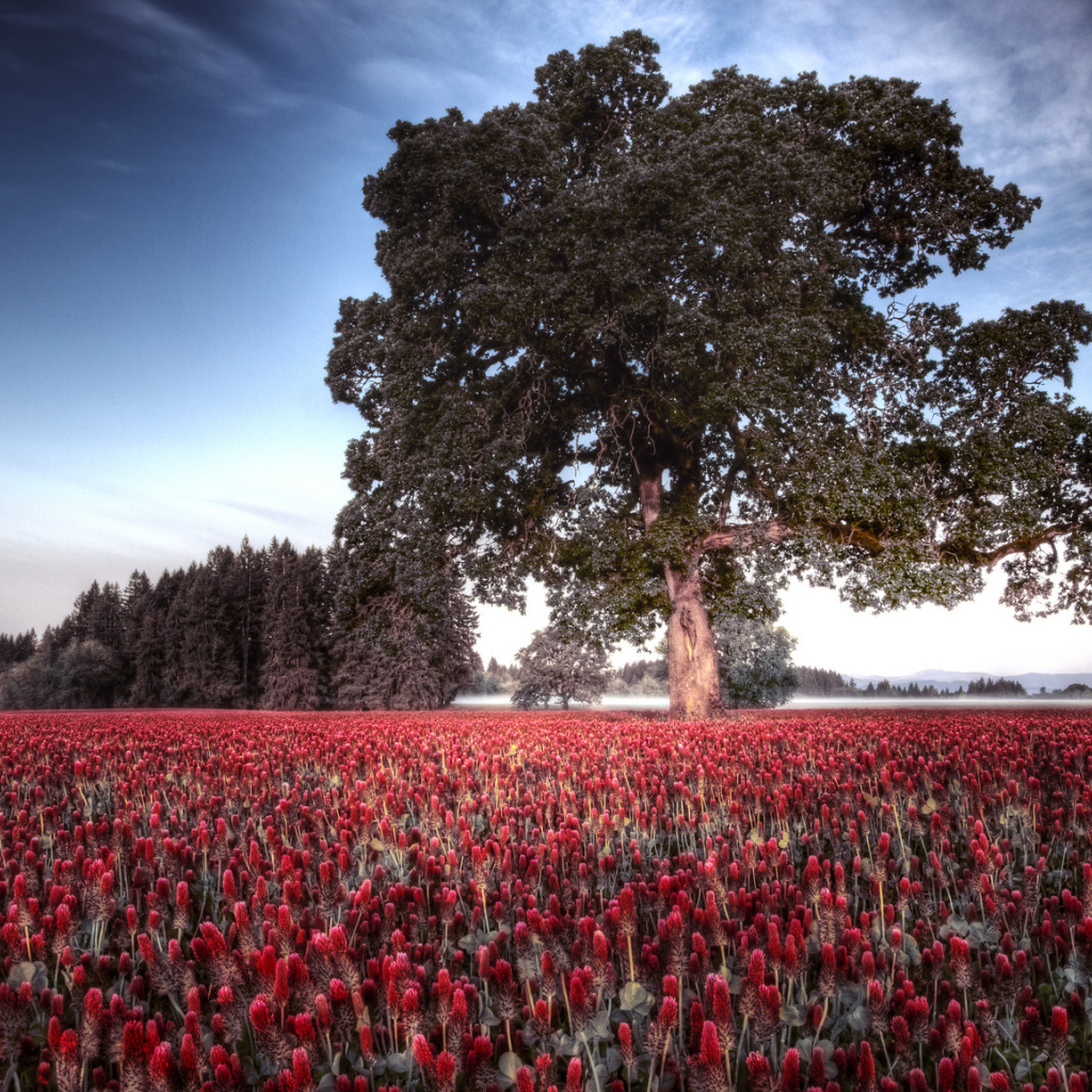 Большое дерево на поле цветов