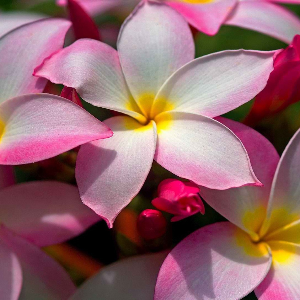 Цветущая Плюмерия