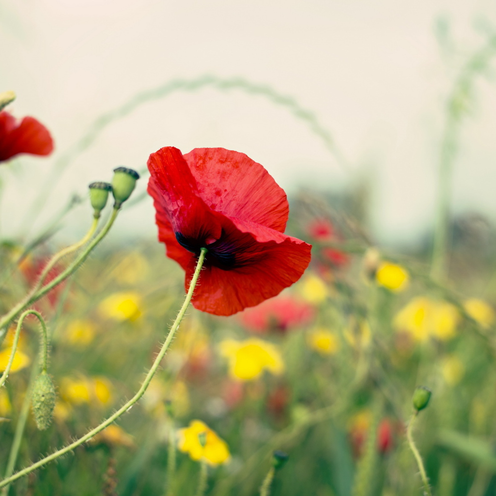 Цветущий мак на поле