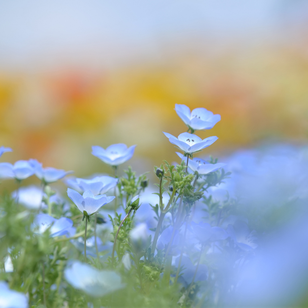 Голубые цветки льна