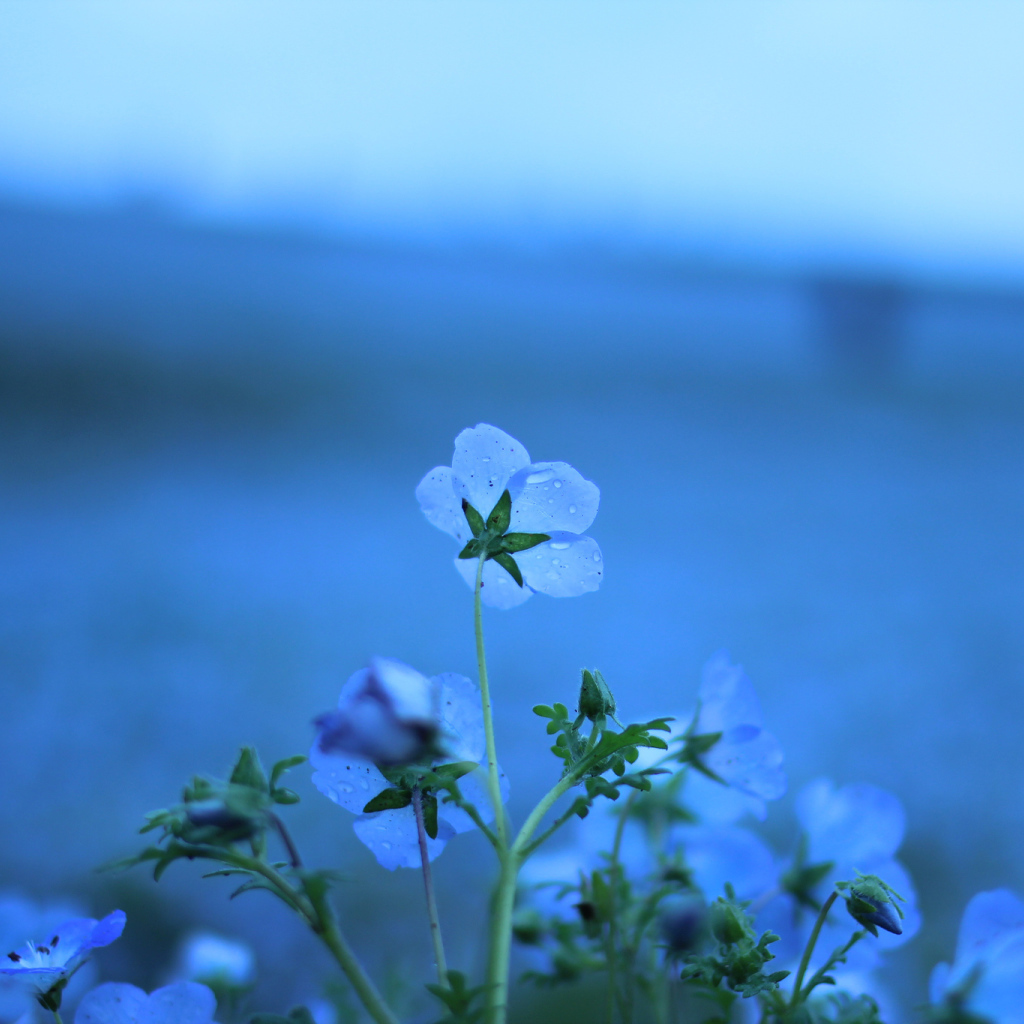 Голубые цветы