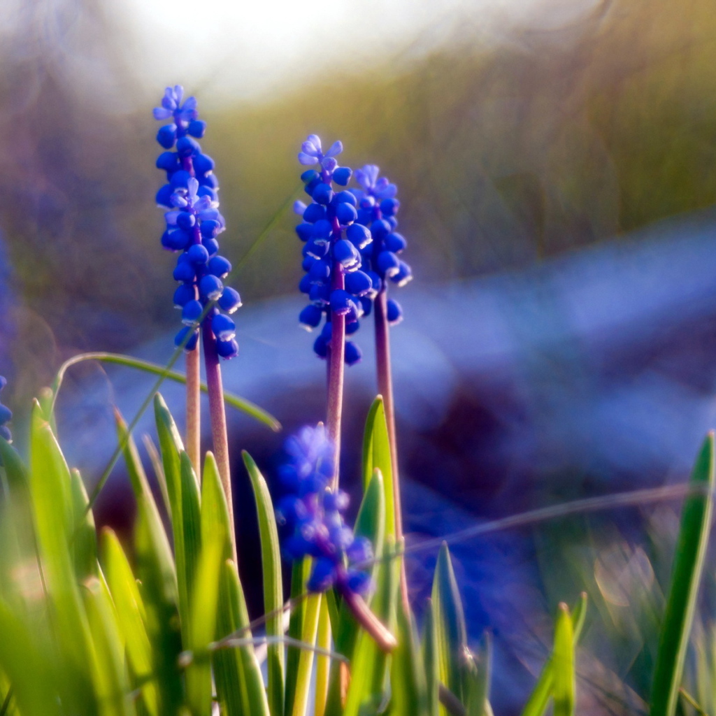 	   Blue flowers Muscari