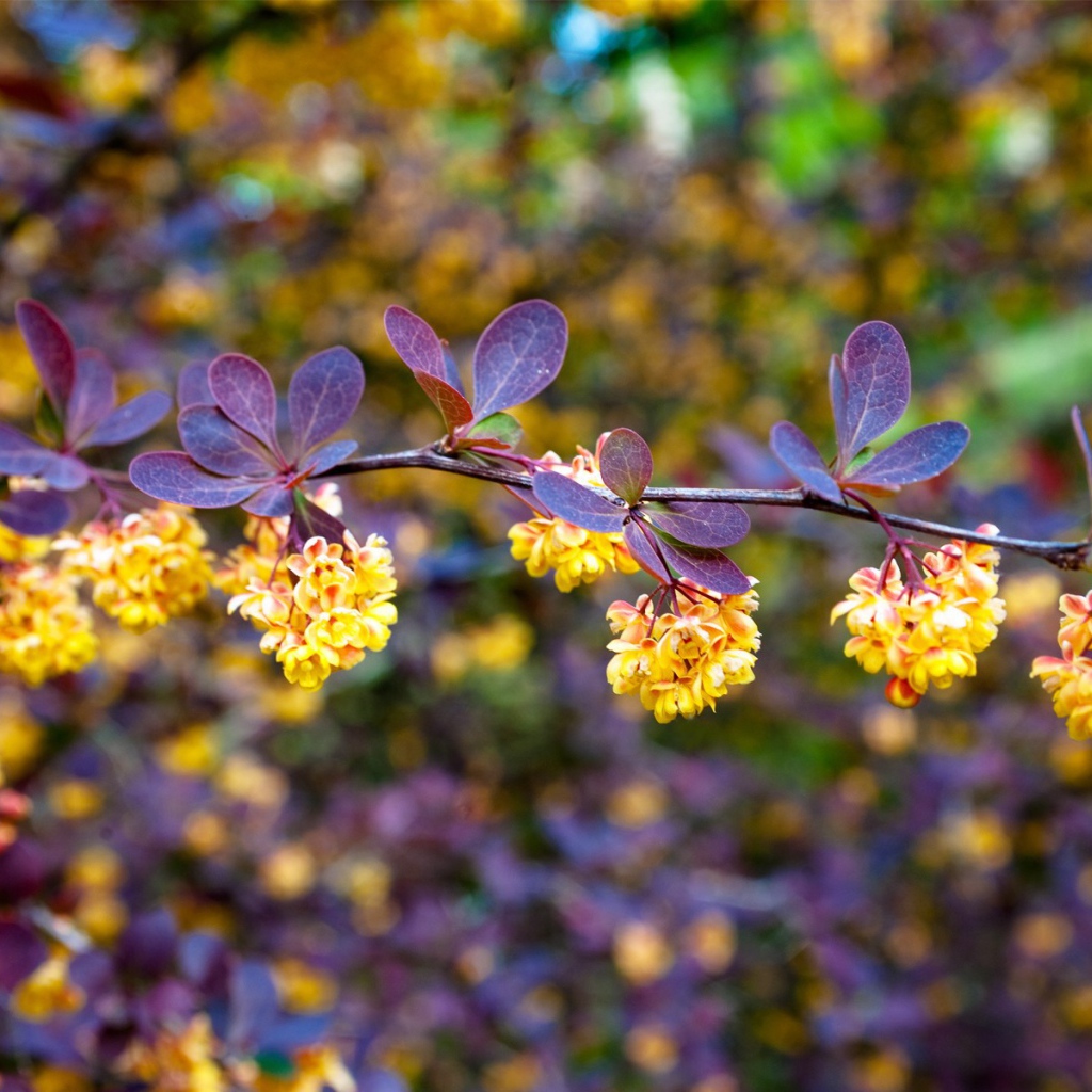 Синие листья и желтые цветы