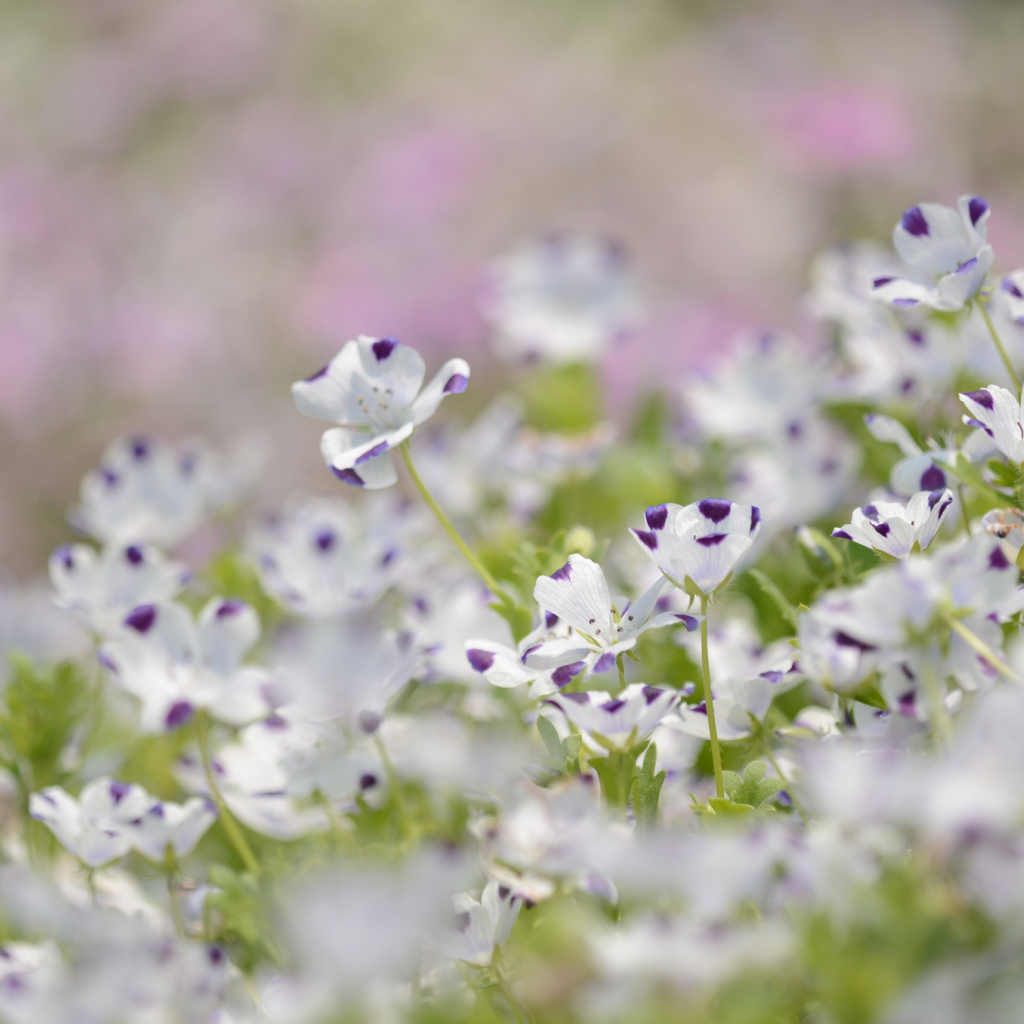 Сине белые цветки льна