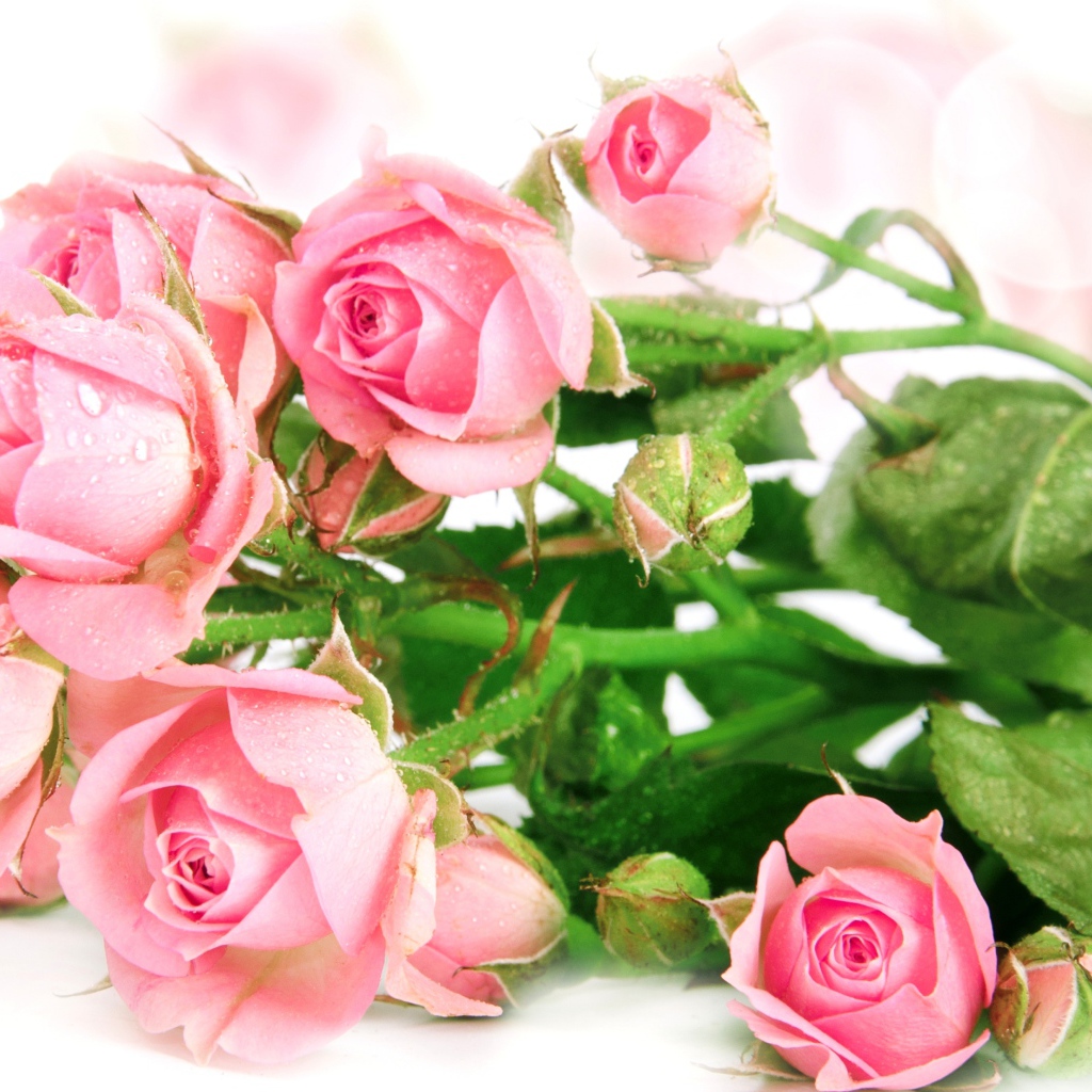 Букет роз с каплями воды