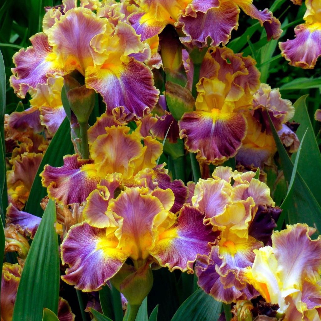 Яркие ирисы