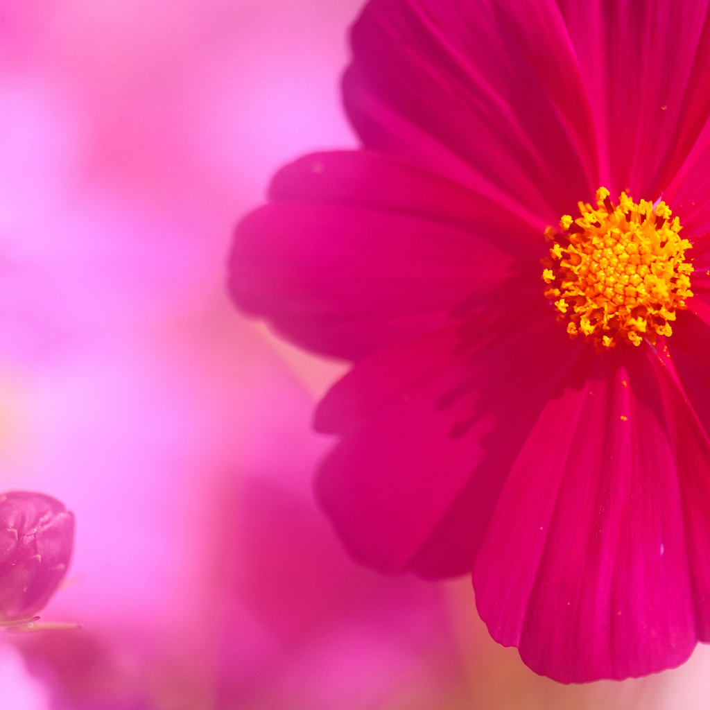 Бутон и цветок космеи