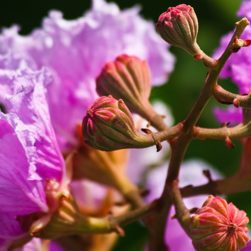 Бутоны и розовые цветы