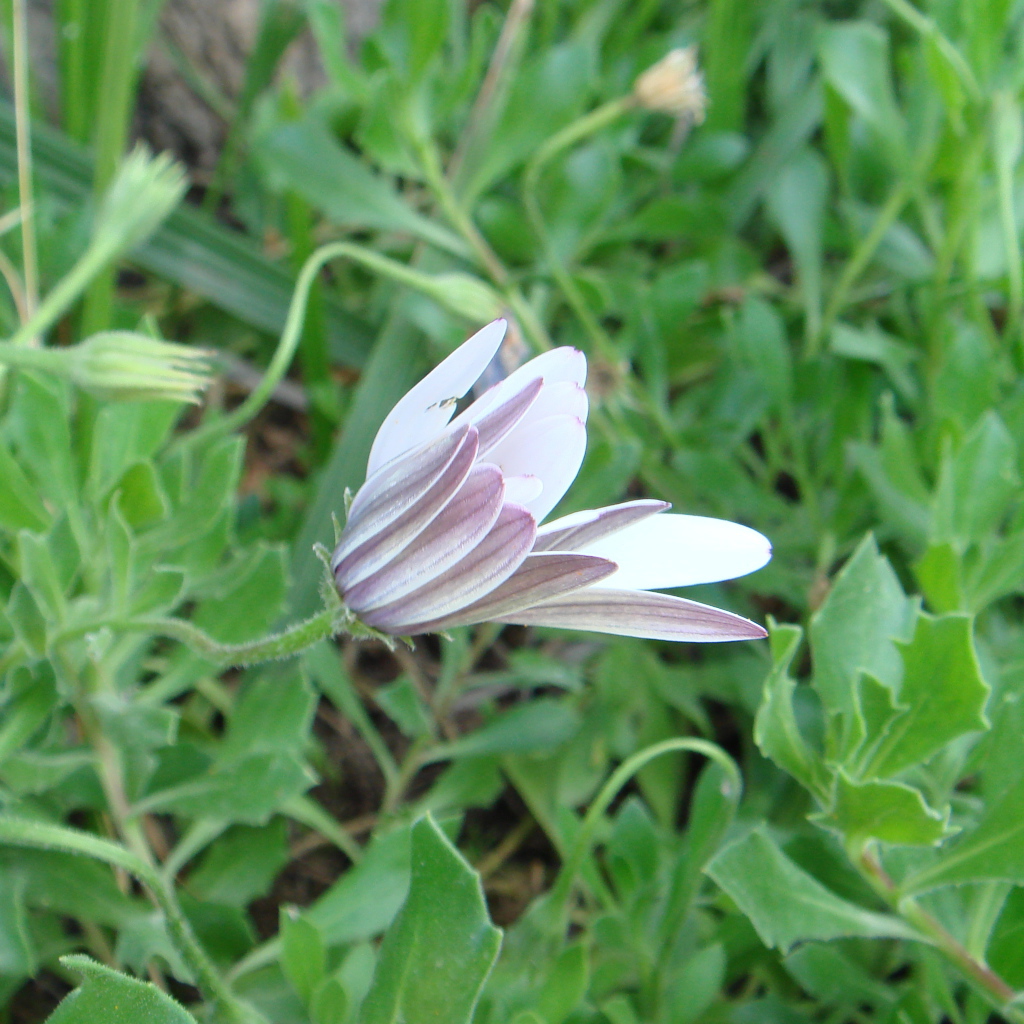 Нежный розовый цветок