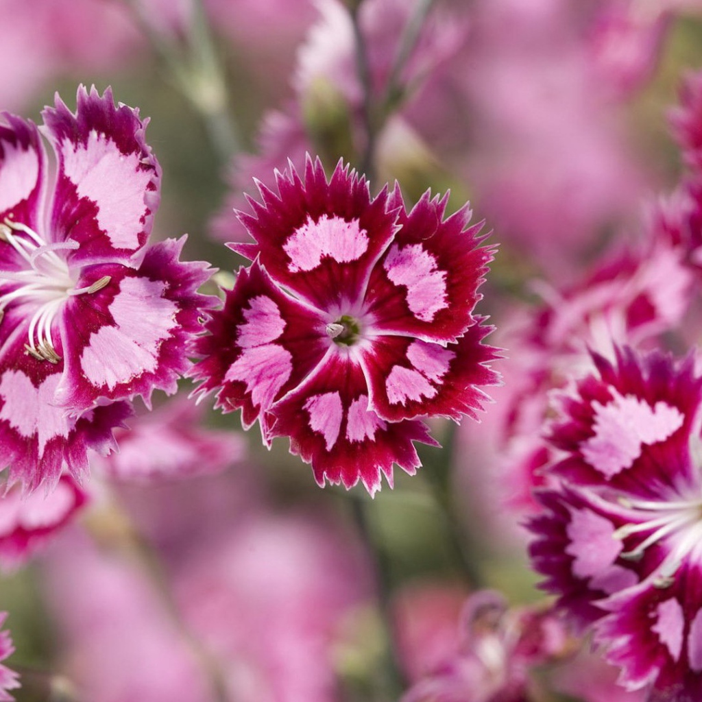 Нежные розовые цветы