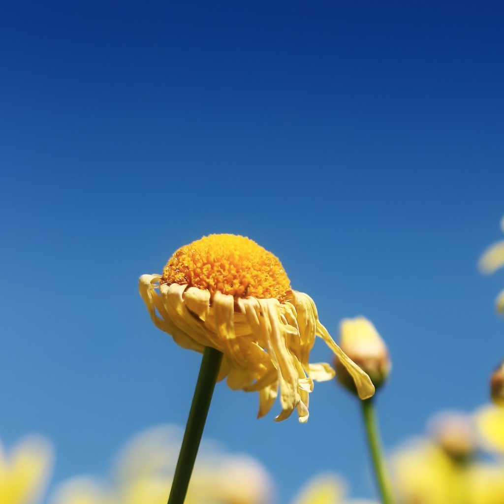 Засохший цветок