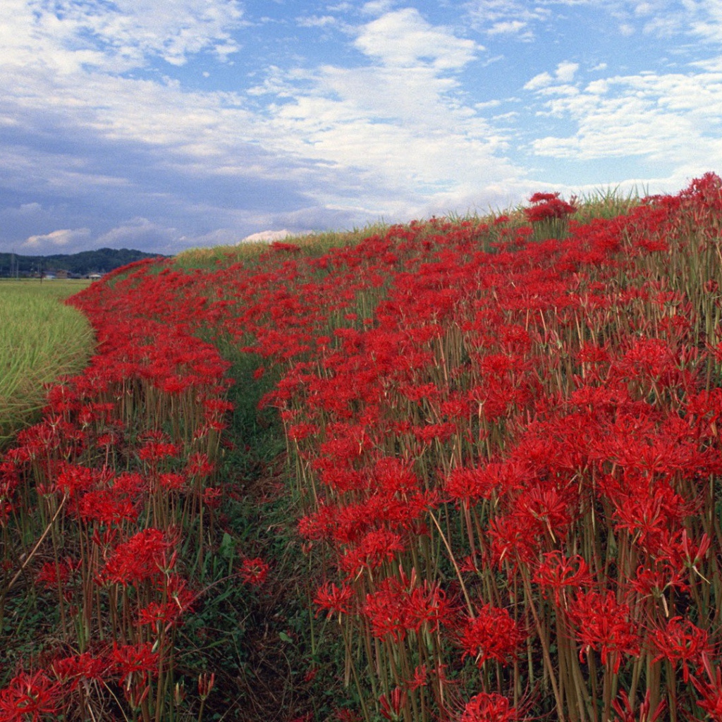 Поле красных цветов