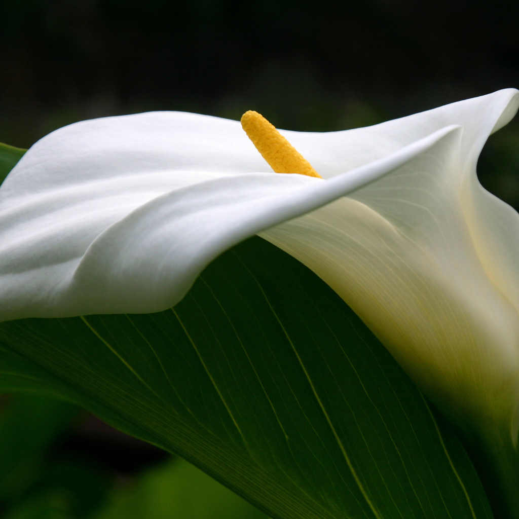 Цветок каллы