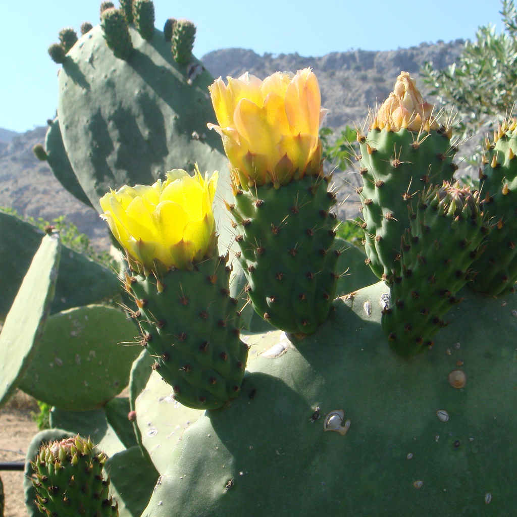 Цветущий кактус
