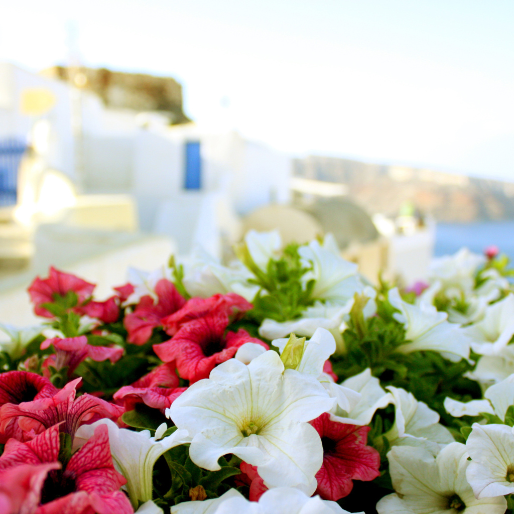 Цветы в Греции