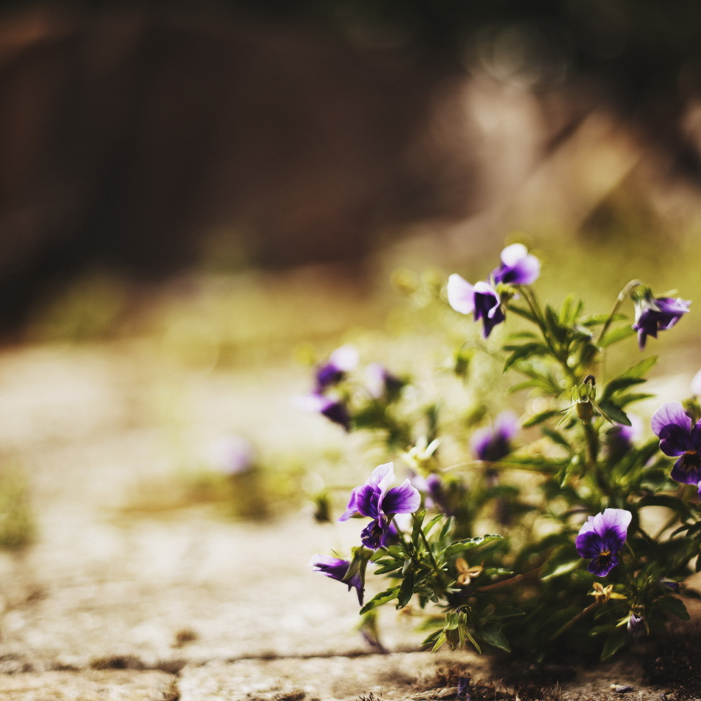 Цветы в городе