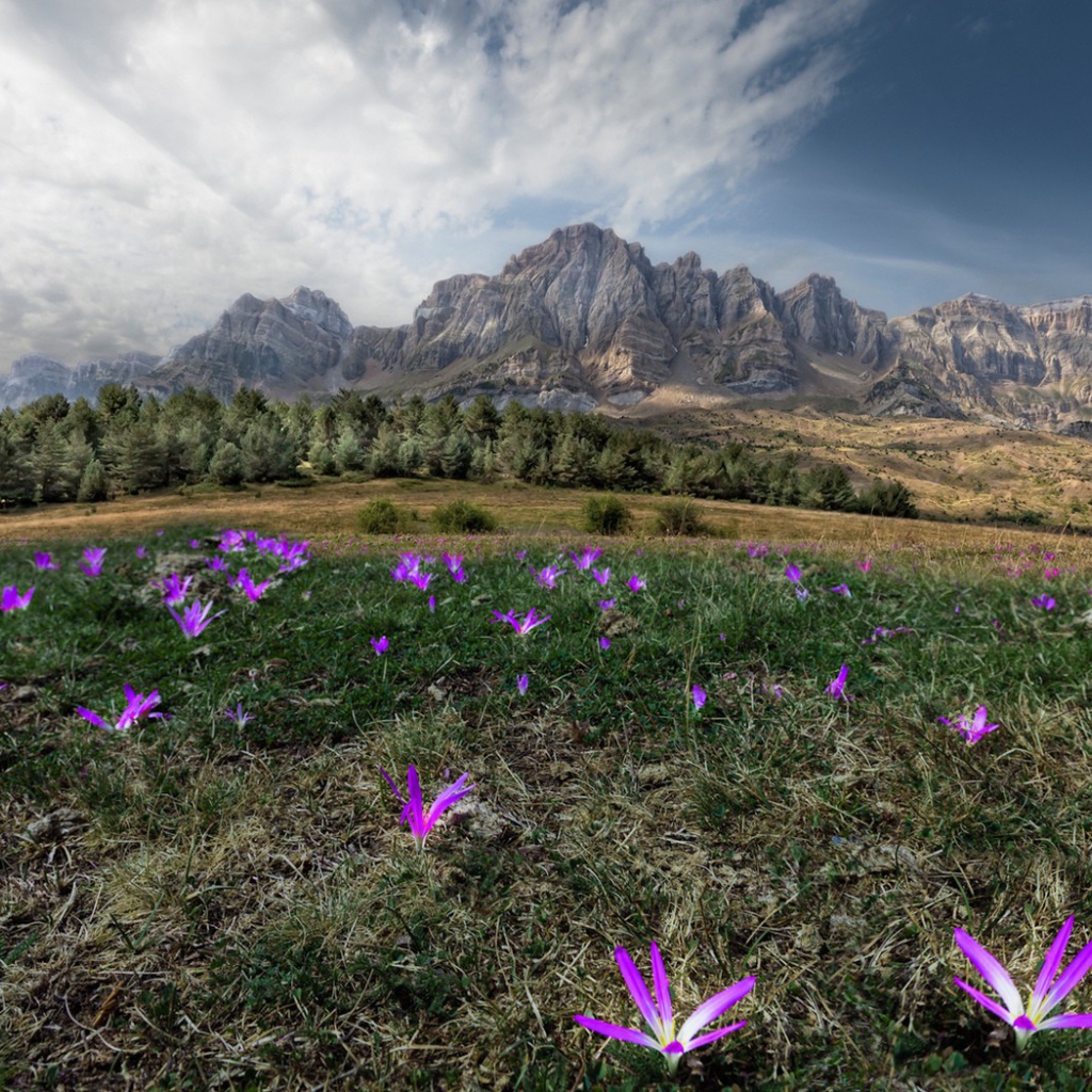 Цветы в горах
