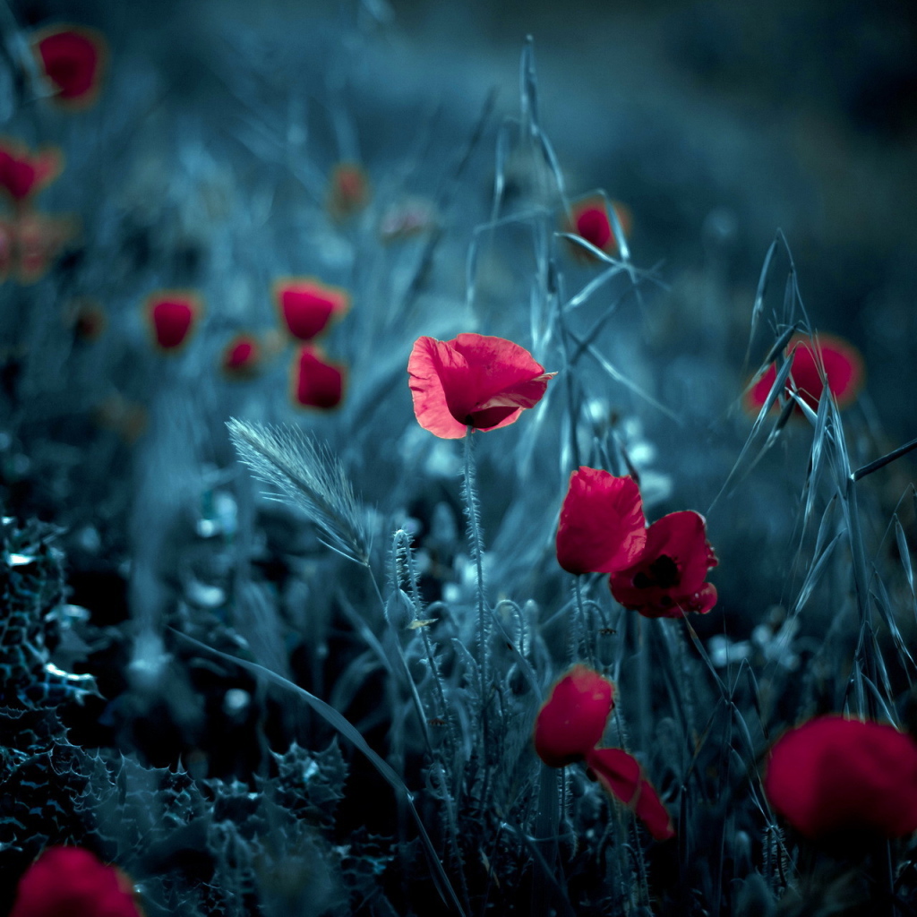 Цветки мака