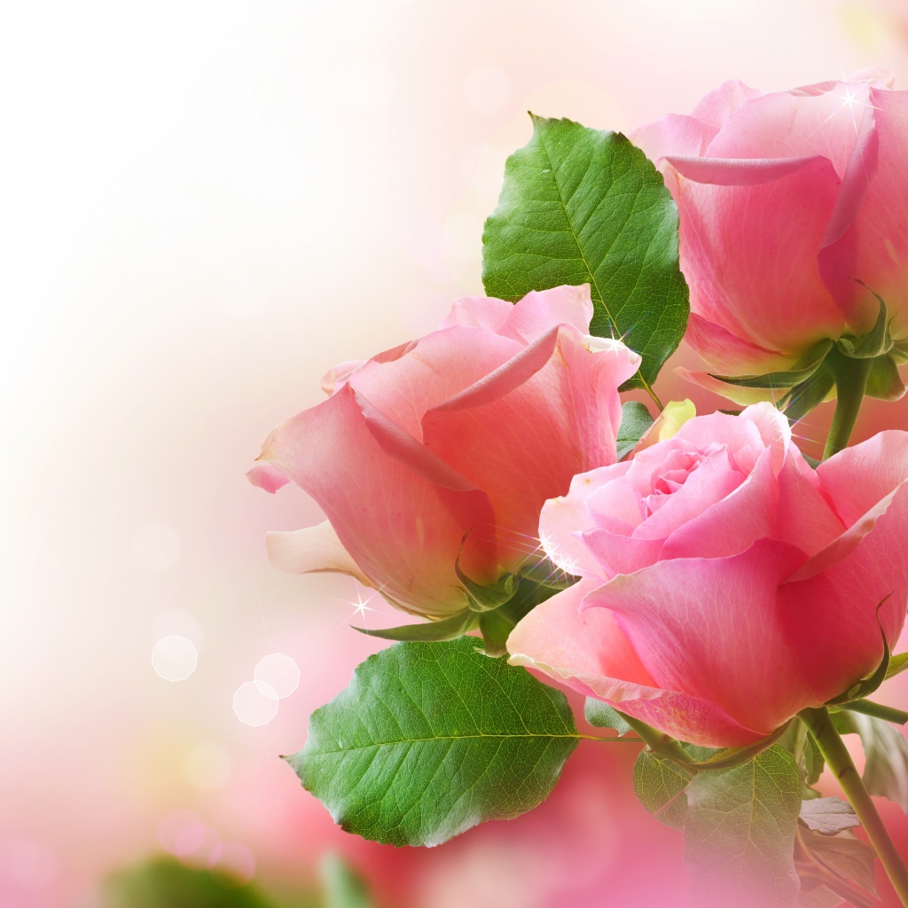 Цветы розы с листьями