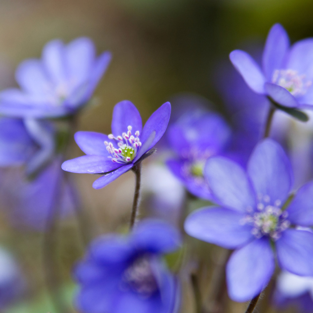 Цветы подснежники
