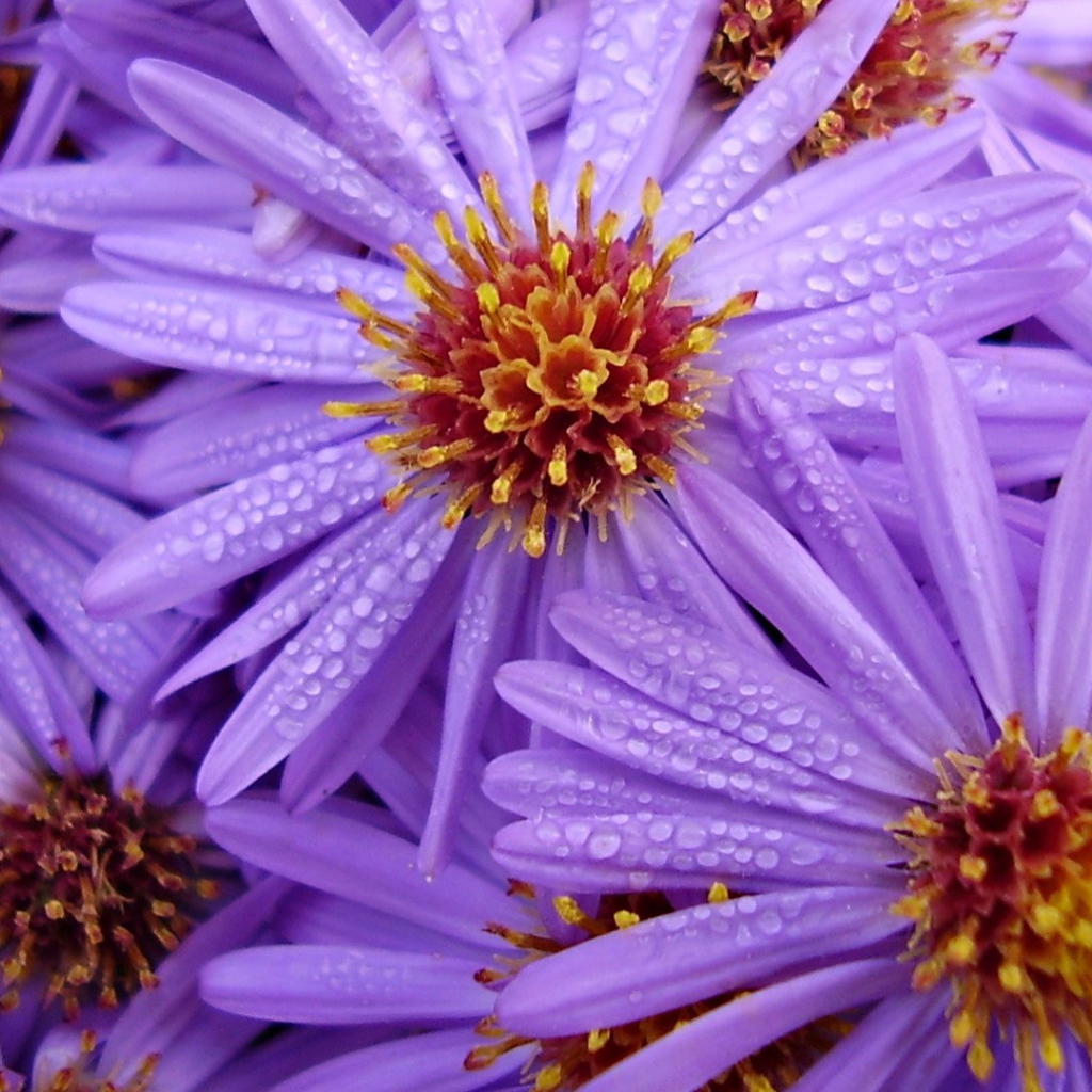 Цветы с каплями на лепестках