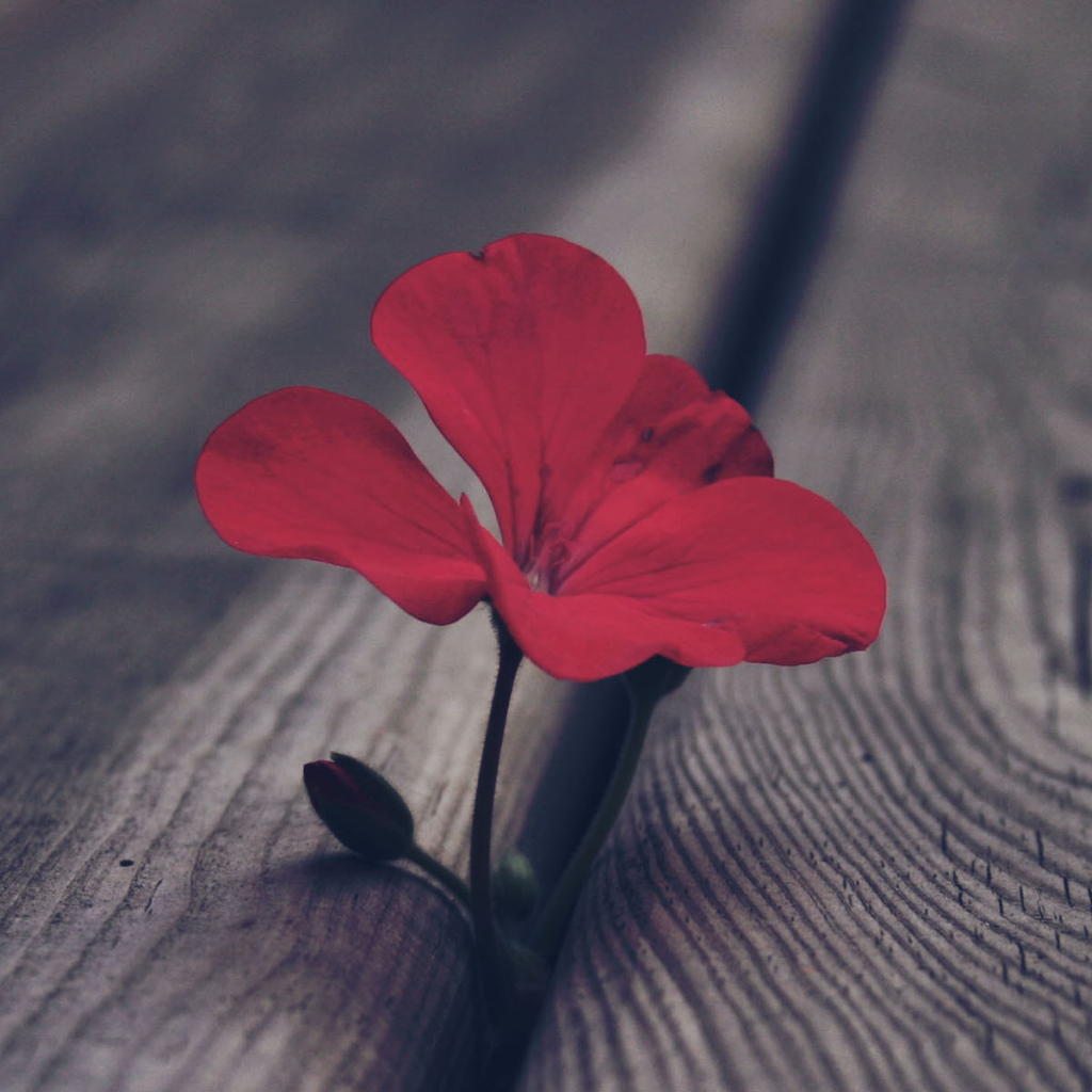 Цветок герани