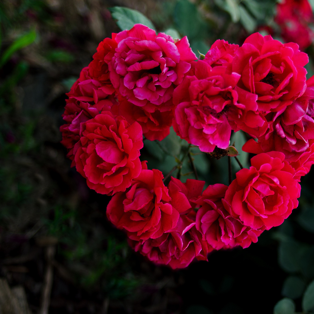 Сердечко из роз