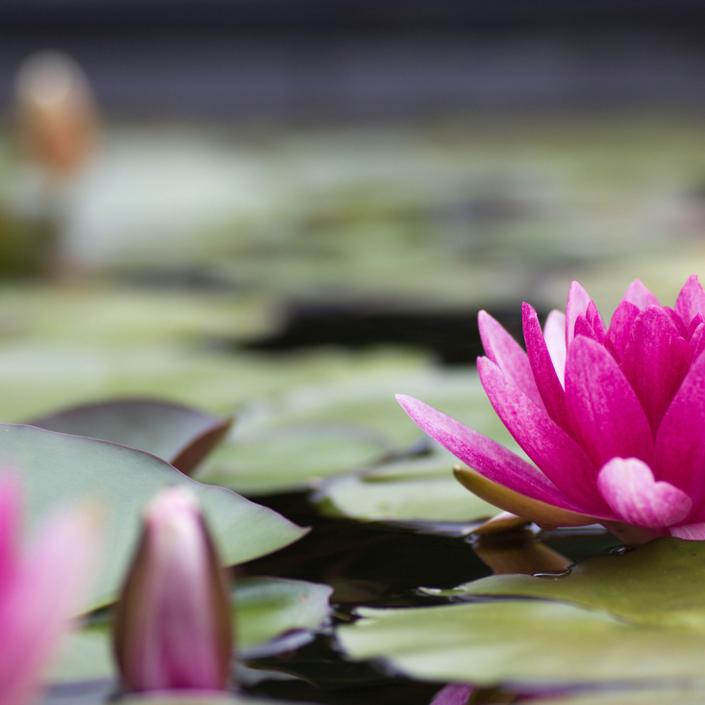 Большая розовая лилия