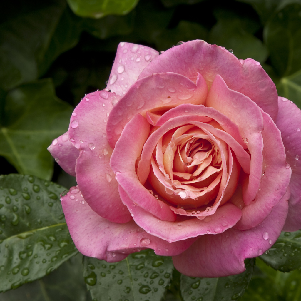 Большая роза с каплями воды