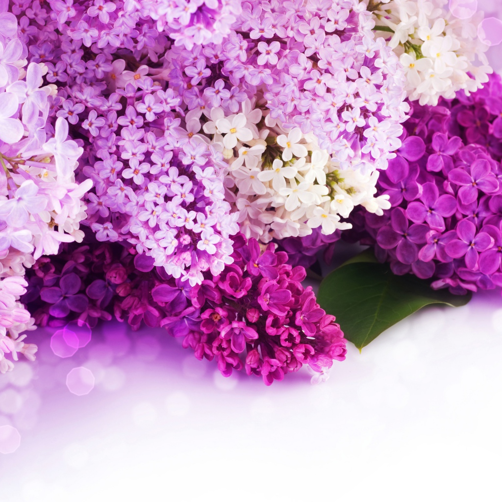 Цветы сирени