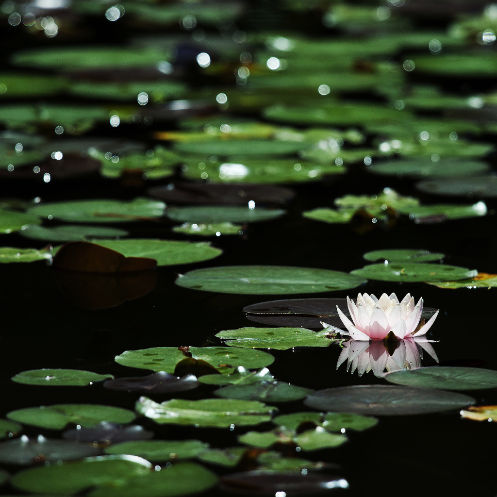 Лилии на темной воде