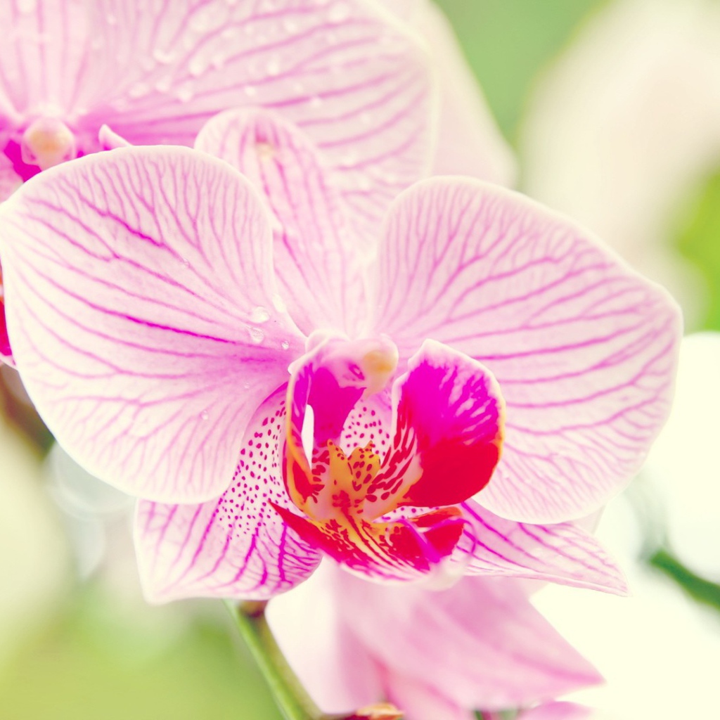 Розовые орхидеи