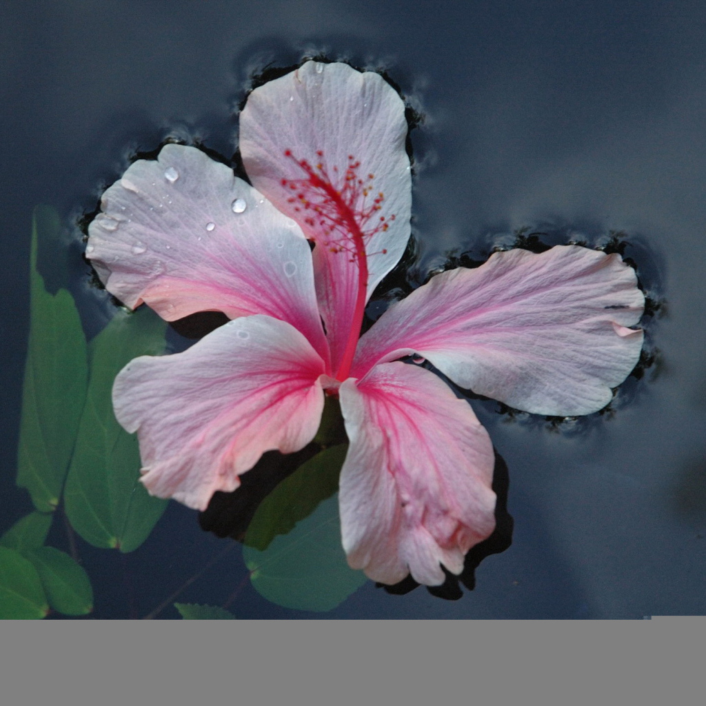 Розовый цветок на воде