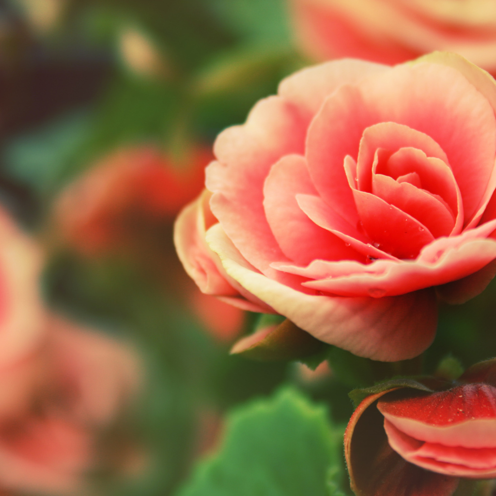 Розовый цветок Роза