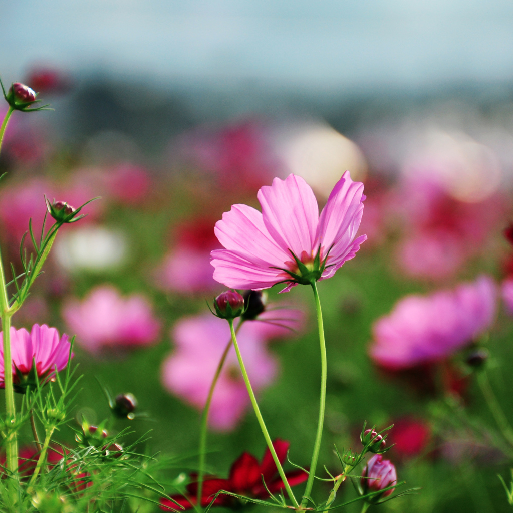 Розовые лепестки космеи