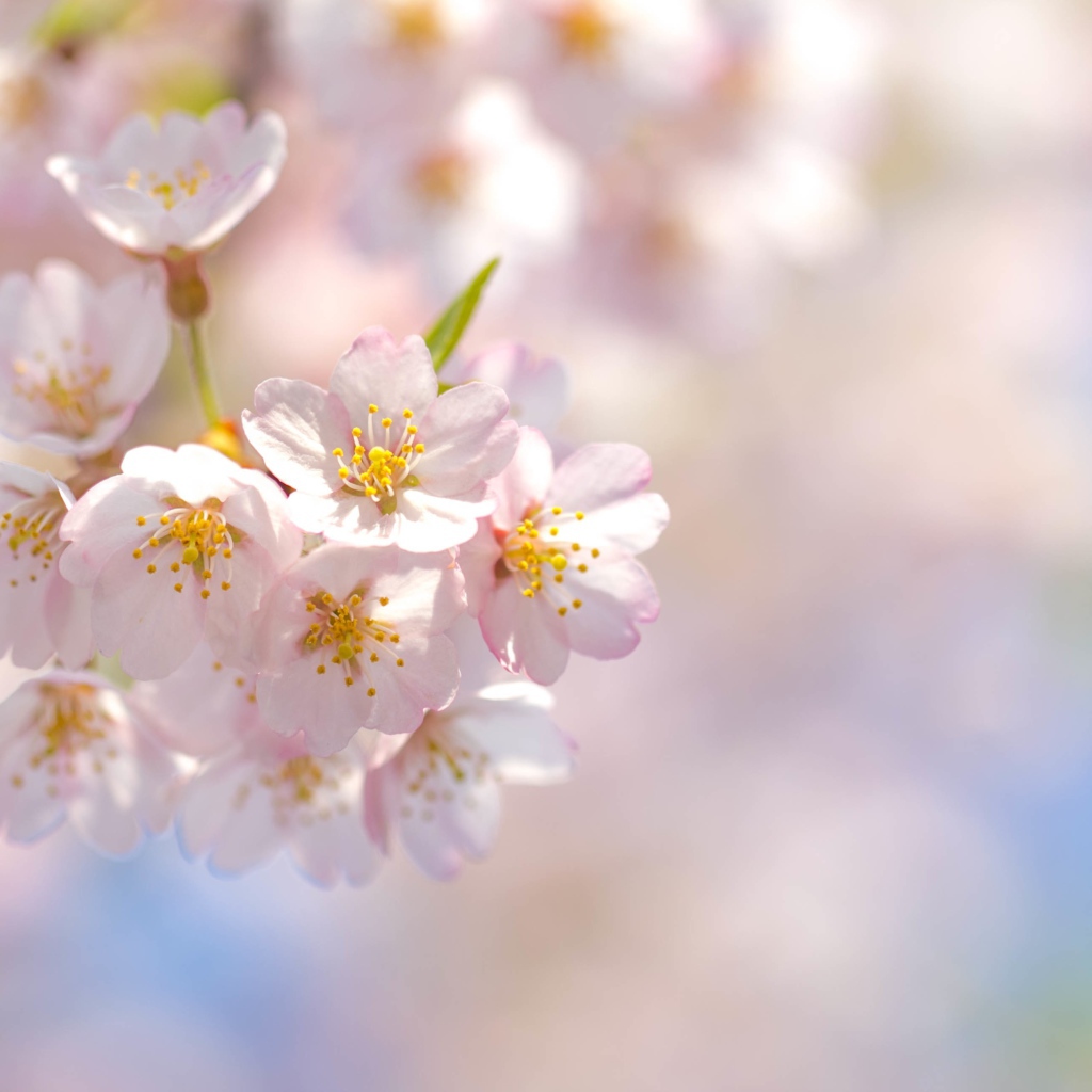 Розовые лепестки цветущей сакуры