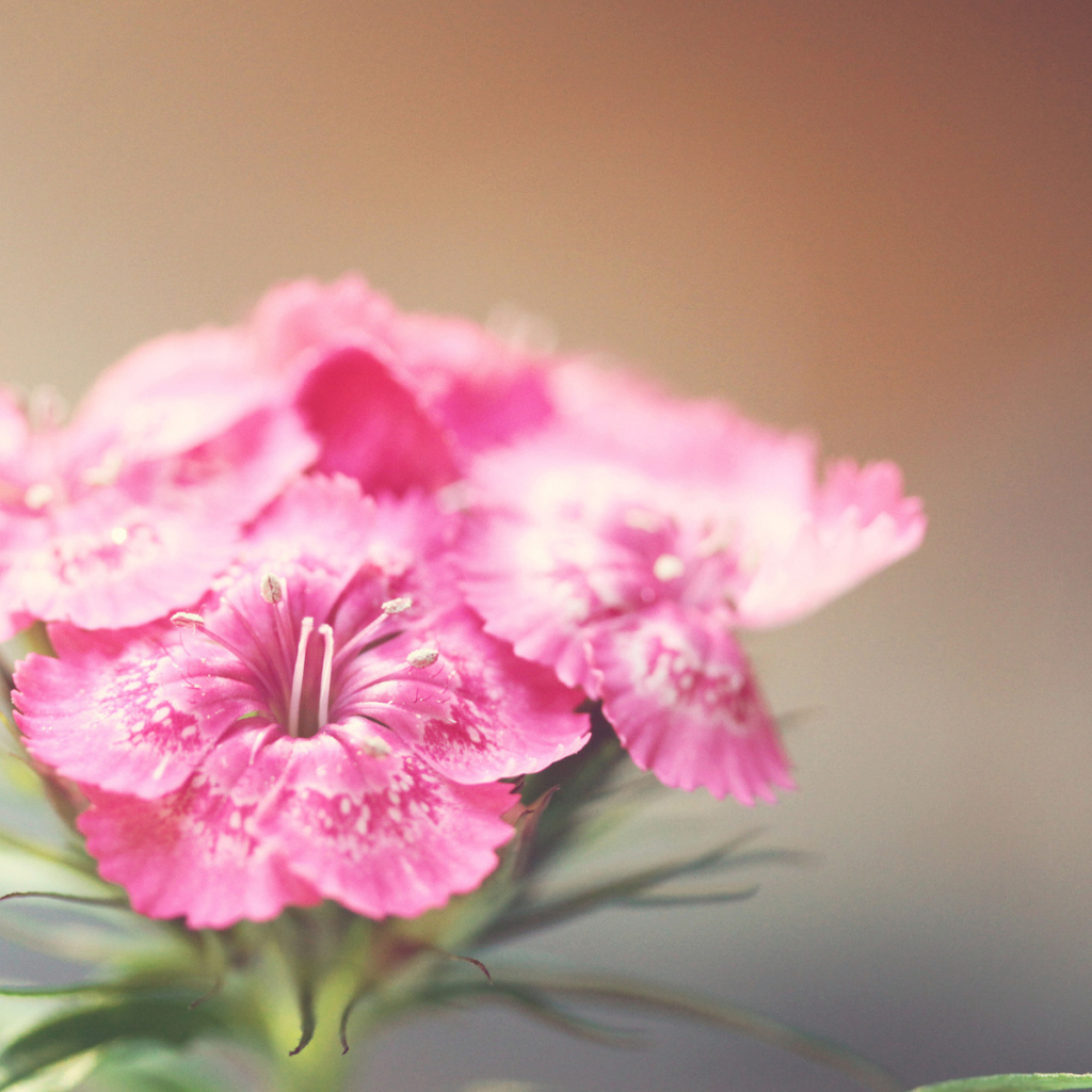 Розовые фиалки