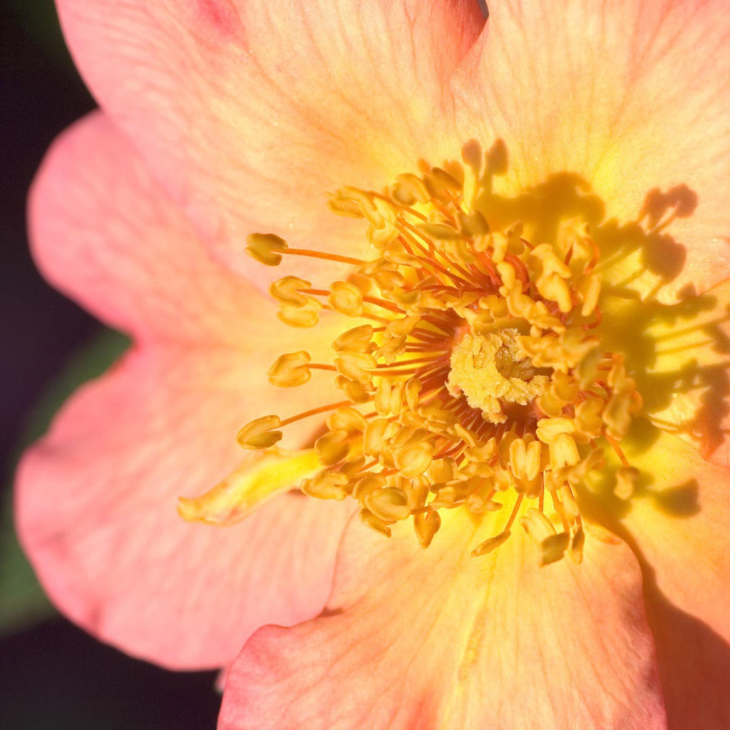 Пестики цветка