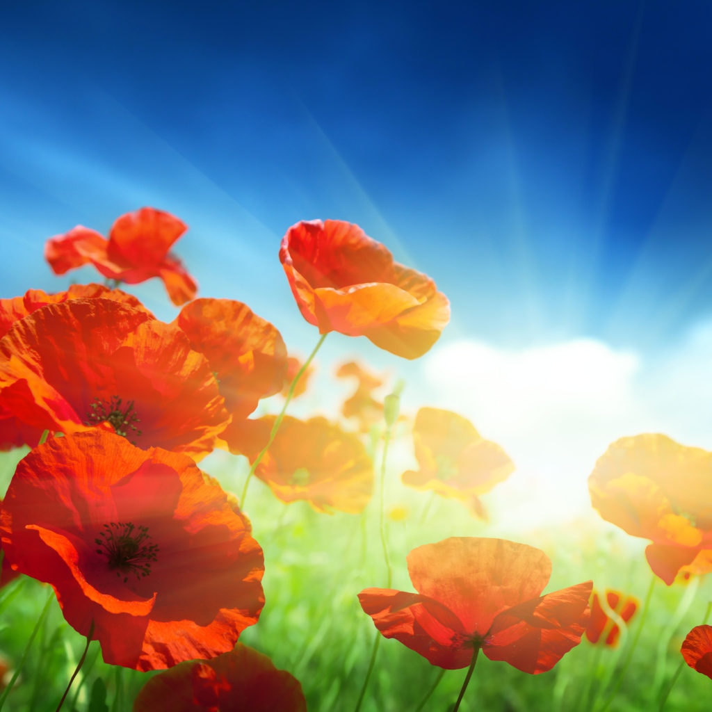 Маки на фоне неба