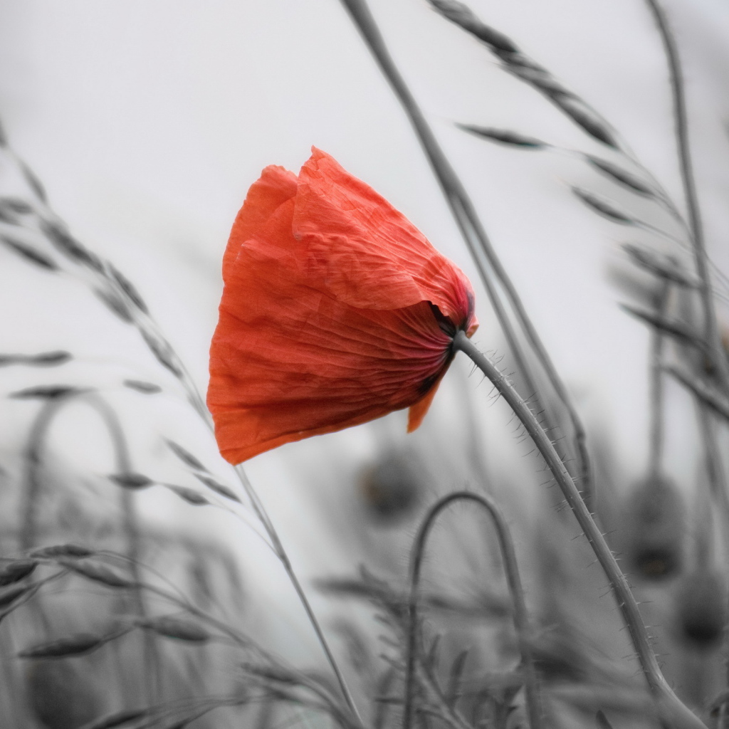 Мак среди травы