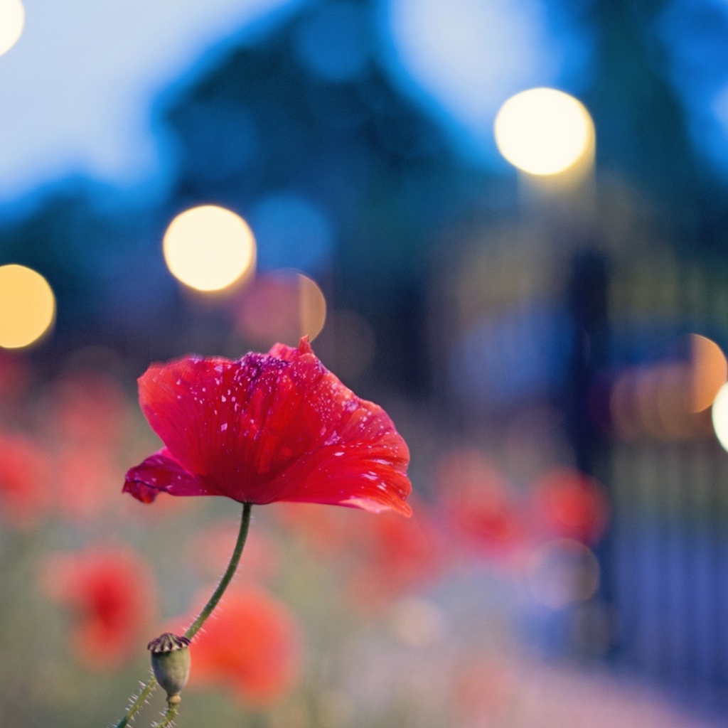 Цветок мака